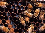 fond ecran  abeilles