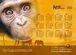 fond ecran Actu Animaux : chimpanzes