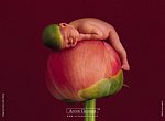 fond ecran  Anne Geddes: bébé fleur