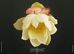 fond ecran  Anne Geddes: bébé fleur