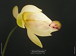 fond ecran  Anne Geddes: bébé fleur