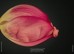 fond ecran  Anne Geddes: bébé fleur