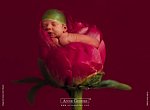 fond ecran  Anne Geddes: bébé fleur