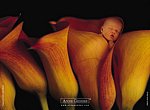 fond ecran  Anne Geddes: bébés aromes