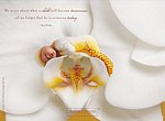 fond ecran  Anne Geddes: bébé fleur