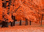 fond ecran  Forêt en automne