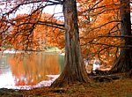 fond ecran Lac en automne