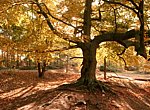 fond ecran  Arbre en automne