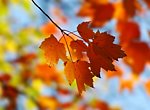 fond ecran  Feuille d'automne