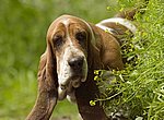 fond ecran  Basset Hound