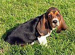 fond ecran  Basset Hound