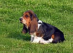 fond ecran  Basset Hound