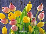 fond ecran  bébés tulipes