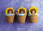fond ecran  bébés tournesols