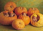 fond ecran  bébés citrouilles