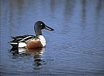 fond ecran  canard