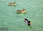 fond ecran  canards