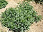 fond ecran  cannabis