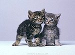fond ecran  chattons