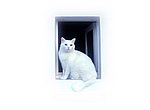 fond ecran  chat blanc