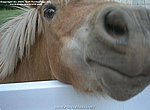 fond ecran  cheval