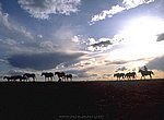 fond ecran  chevaux sauvages