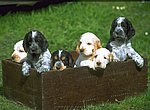 fond ecran  chiots