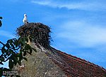 fond ecran  cigogne