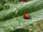 fond ecran  coccinelle