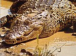 fond ecran  crocodile