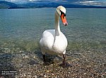 fond ecran  cygne