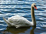 fond ecran  cygne