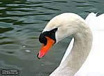 fond ecran  cygne