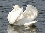 fond ecran  Cygne blanc