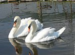 fond ecran  Couple de cygnes