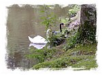 fond ecran  Cygnes blanc et noir 