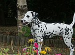 fond ecran  Dalmatien