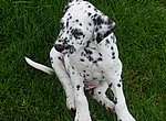 fond ecran  Dalmatien