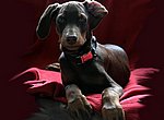 fond ecran  Doberman