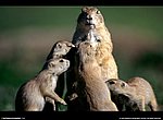 fond ecran  famille d'ecureuils