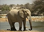 fond ecran  elephant