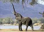 fond ecran  elephant