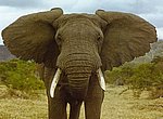 fond ecran  elephant