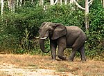 fond ecran  elephant