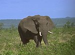 fond ecran  elephant