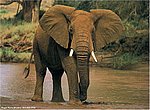 fond ecran  elephant