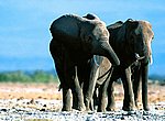 fond ecran  elephants