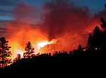 fond ecran  feu de forêt