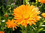 fond ecran  fleur