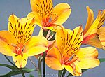 fond ecran  fleurs